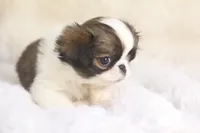 Lucy, a female Japanese Chin for sale in Wheaton, MO – 6 of 9