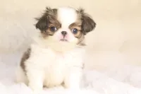 Mochi, a male Japanese Chin for sale in Wheaton, MO – 8 of 8