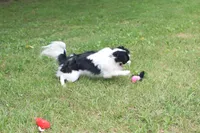 Tiny Tim, a male Japanese Chin for sale in Wheaton, MO – 6 of 6