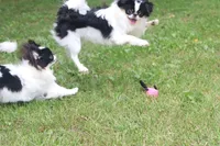 Tiny Tim, a male Japanese Chin for sale in Wheaton, MO – 5 of 6