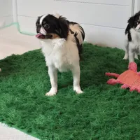 Kevin, a male Japanese Chin for sale in Wheaton, MO – Photo 5 of 6