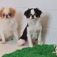 Kevin, a male Japanese Chin for sale in Wheaton, MO – Photo 6 of 6