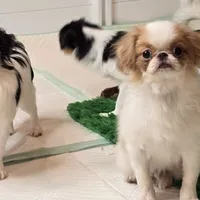 Kevin, a male Japanese Chin for sale in Wheaton, MO – Photo 4 of 6