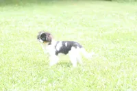Otis, a male Japanese Chin for sale in Wheaton, MO – 3 of 10