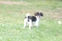 Otis, a male Japanese Chin for sale in Wheaton, MO – 7 of 10
