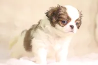 Franklin, a male Japanese Chin for sale in Wheaton, MO – 4 of 9