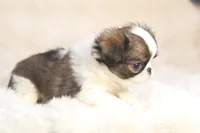 Lucy, a female Japanese Chin for sale in Wheaton, MO – 8 of 9