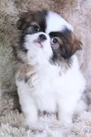 Rudy, a male Japanese Chin for sale in Wheaton, MO – Photo 8 of 10