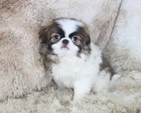 Rudy, a male Japanese Chin for sale in Wheaton, MO – Photo 1 of 10