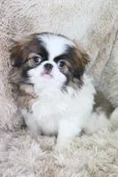 Rudy, a male Japanese Chin for sale in Wheaton, MO – Photo 4 of 10