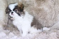 Rudy, a male Japanese Chin for sale in Wheaton, MO – Photo 6 of 10