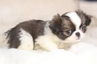 Lucy, a female Japanese Chin for sale in Wheaton, MO – 3 of 9