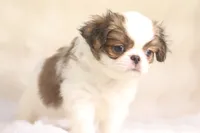 Franklin, a male Japanese Chin for sale in Wheaton, MO – 3 of 9