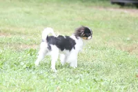 Otis, a male Japanese Chin for sale in Wheaton, MO – 2 of 10
