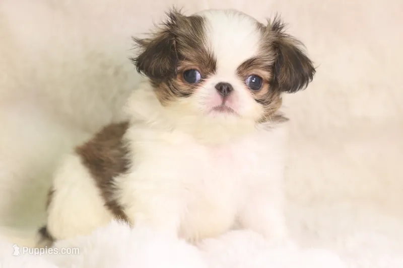 Mochi – Japanese Chin puppy for sale in Wheaton, MO