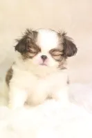 Mochi, a male Japanese Chin for sale in Wheaton, MO – 3 of 8