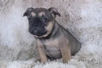 Emma, a female French Bulldog for sale in Wheaton, MO – Photo 9 of 10