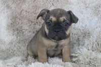 Emma, a female French Bulldog for sale in Wheaton, MO – Photo 10 of 10