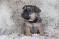 Emma, a female French Bulldog for sale in Wheaton, MO – Photo 8 of 10