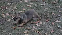 Emma, a female French Bulldog for sale in Wheaton, MO – Photo 3 of 10