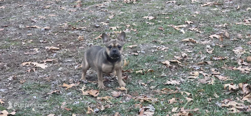 Emma, a female French Bulldog for sale in Wheaton, MO – Photo 1 of 10