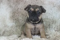 Emma, a female French Bulldog for sale in Wheaton, MO – Photo 7 of 10