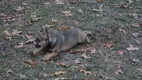 Emma, a female French Bulldog for sale in Wheaton, MO – Photo 6 of 10