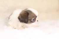 Landry, a female Japanese Chin for sale in Wheaton, MO – 2 of 4