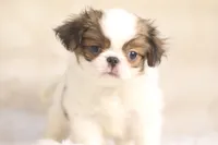 Franklin, a male Japanese Chin for sale in Wheaton, MO – 2 of 9