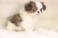 Mochi, a male Japanese Chin for sale in Wheaton, MO – 2 of 8