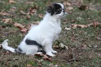 Gracy, a female Japanese Chin for sale in Wheaton, MO – Photo 3 of 10
