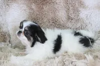 Gracy, a female Japanese Chin for sale in Wheaton, MO – Photo 6 of 10