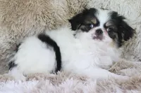 Gracy, a female Japanese Chin for sale in Wheaton, MO – Photo 10 of 10