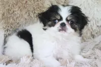 Gracy, a female Japanese Chin for sale in Wheaton, MO – Photo 4 of 10