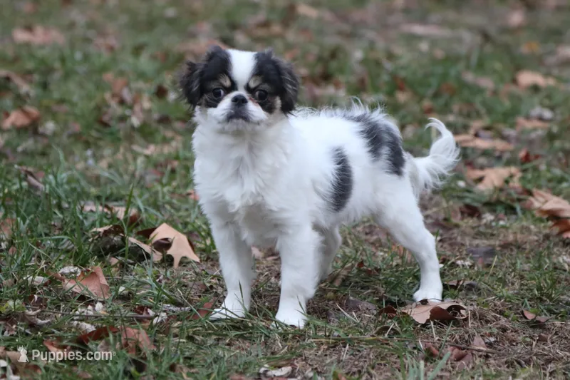 Gracy, a female Japanese Chin for sale in Wheaton, MO – Photo 1 of 10