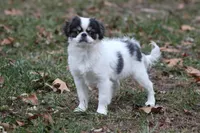 Gracy, a female Japanese Chin for sale in Wheaton, MO – Photo 1 of 10