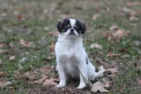 Gracy, a female Japanese Chin for sale in Wheaton, MO – Photo 2 of 10