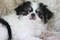 Gracy, a female Japanese Chin for sale in Wheaton, MO – Photo 7 of 10