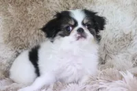 Gracy, a female Japanese Chin for sale in Wheaton, MO – Photo 8 of 10