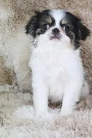 Gracy, a female Japanese Chin for sale in Wheaton, MO – Photo 9 of 10