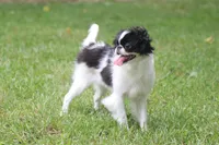 Suzie, a female Japanese Chin for sale in Wheaton, MO – 3 of 4