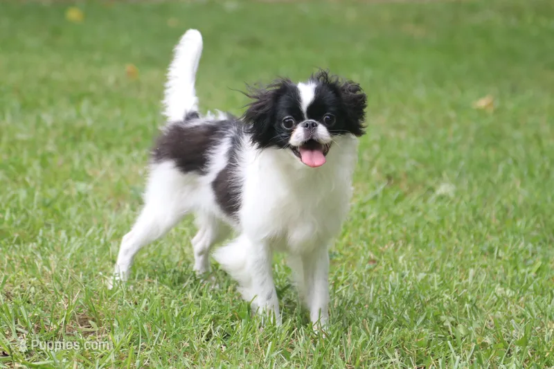 Suzie – Japanese Chin puppy for sale in Wheaton, MO