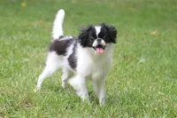 Suzie, a female Japanese Chin for sale in Wheaton, MO – 1 of 4