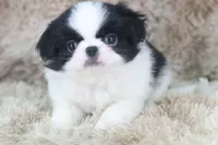 Kenzo, a male Japanese Chin for sale in Wheaton, MO – Photo 1 of 5