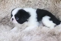 Kenzo, a male Japanese Chin for sale in Wheaton, MO – Photo 2 of 5