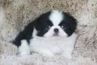Kenzo, a male Japanese Chin for sale in Wheaton, MO – Photo 4 of 5
