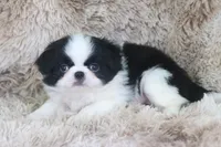 Kenzo, a male Japanese Chin for sale in Wheaton, MO – Photo 3 of 5