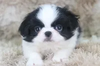 Kenzo, a male Japanese Chin for sale in Wheaton, MO – Photo 5 of 5