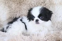 Kobe, a male Japanese Chin for sale in Wheaton, MO – Photo 3 of 9
