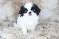 Kobe, a male Japanese Chin for sale in Wheaton, MO – Photo 7 of 9